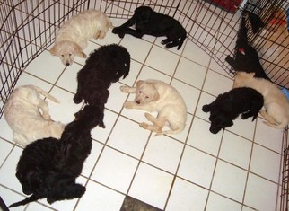 Labradoodle Puppy for sale in MADISON, MS, USA