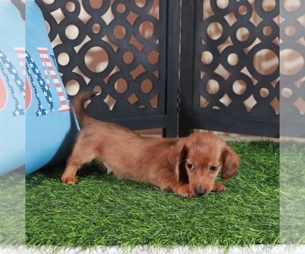 Medium Photo #3 Dachshund Puppy For Sale in MOUNT VERNON, OH, USA