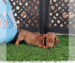 Small #2 Dachshund