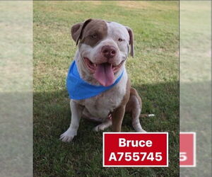 American Staffordshire Terrier-Unknown Mix Dogs for adoption in San Antonio, TX, USA