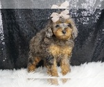 Small #8 Poodle (Toy)