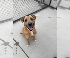 Mutt Dogs for adoption in Tulsa, OK, USA