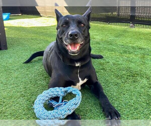 Medium Photo #1 German Shepherd Dog Puppy For Sale in Orange, CA, USA