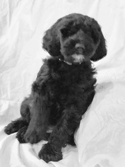 Labradoodle Puppy for sale in ANDERSON, SC, USA