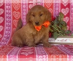 Small Photo #5 Goldendoodle (Miniature) Puppy For Sale in LANCASTER, PA, USA