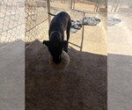 Small #2 Labrador Retriever Mix