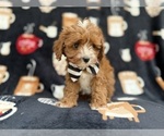 Small #4 Cavapoo (Miniature)