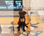Small #1 Labrador Retriever-Plott Hound Mix