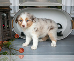 Small #2 Australian Shepherd