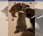 Small Photo #12 Doberman Pinscher Puppy For Sale in MACOMB TOWNSHIP, MI, USA