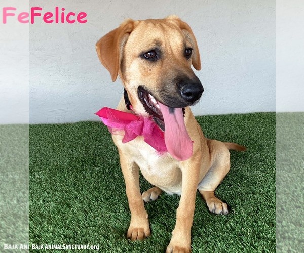 Medium Photo #1 Boxador Puppy For Sale in San Diego, CA, USA