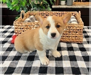 Pembroke Welsh Corgi Puppy for sale in INDIANAPOLIS, IN, USA