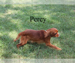 Small #14 Cavalier King Charles Spaniel