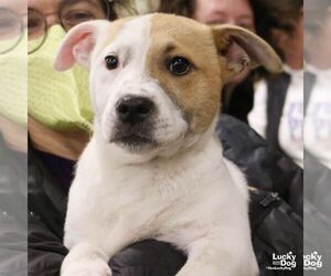 Retriever -Unknown Mix Dogs for adoption in Washington, DC, USA