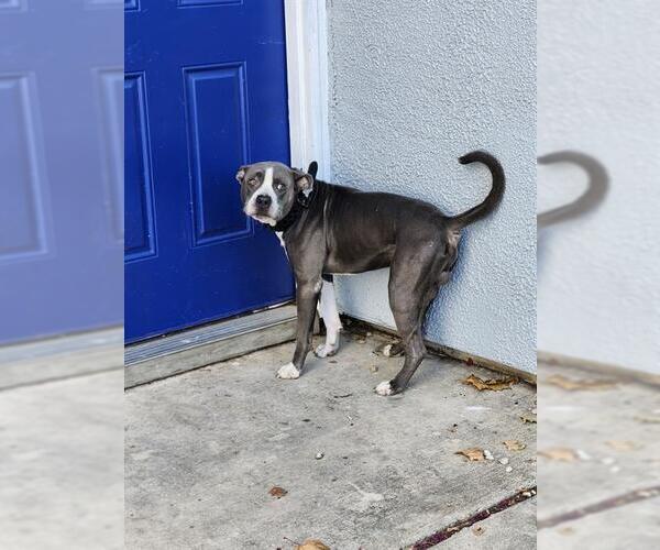 Medium Photo #1 American Staffordshire Terrier-Unknown Mix Puppy For Sale in San Antonio, TX, USA