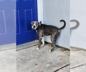 American Staffordshire Terrier-Unknown Mix Dogs for adoption in San Antonio, TX, USA