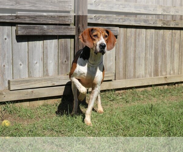 Medium Photo #3 Mutt Puppy For Sale in Jackson, MS, USA