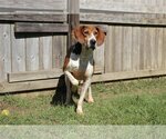 Small #2 Mutt