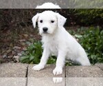 Puppy 4 Labradoodle-Puggle Mix