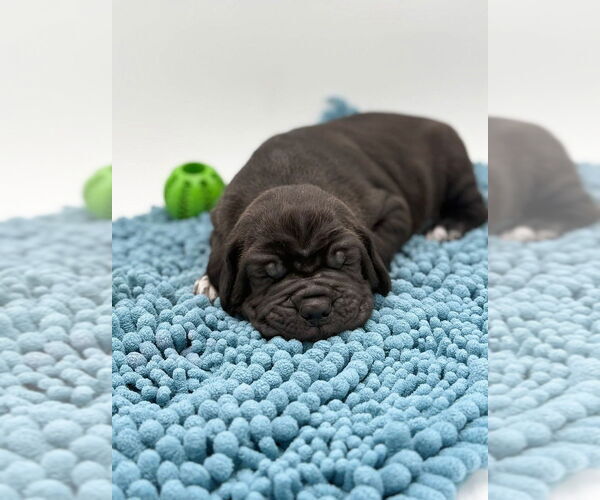 Medium Photo #2 Mutt Puppy For Sale in Brooklyn, NY, USA