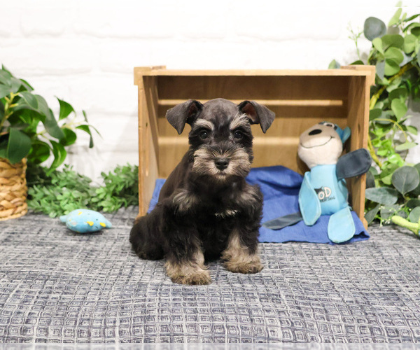 Medium Photo #9 Schnauzer (Miniature) Puppy For Sale in SYRACUSE, IN, USA