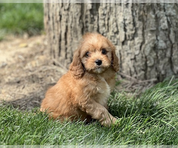 Medium Photo #1 Cavapoo (Miniature) Puppy For Sale in DUNDEE, OH, USA