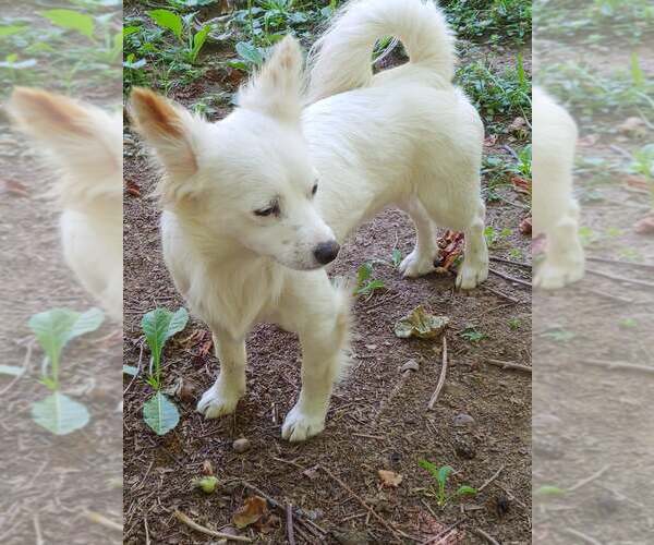 Medium Photo #5 Jack Russell Terrier-Papillon Mix Puppy For Sale in Arlington, WA, USA