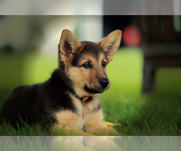 Medium Photo #1 German Shepherd Dog Puppy For Sale in LISBON, OH, USA