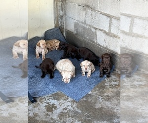 Labrador Retriever Puppy for sale in HONOLULU, HI, USA