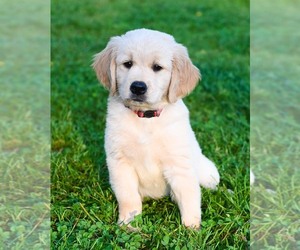 Golden Retriever Puppy for sale in OTTUMWA, IA, USA