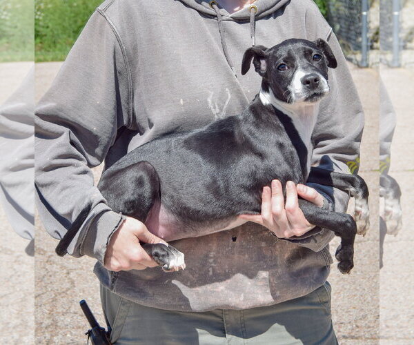 Medium Photo #2 American Staffordshire Terrier-Unknown Mix Puppy For Sale in Huntley, IL, USA