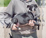 Small #1 American Staffordshire Terrier Mix
