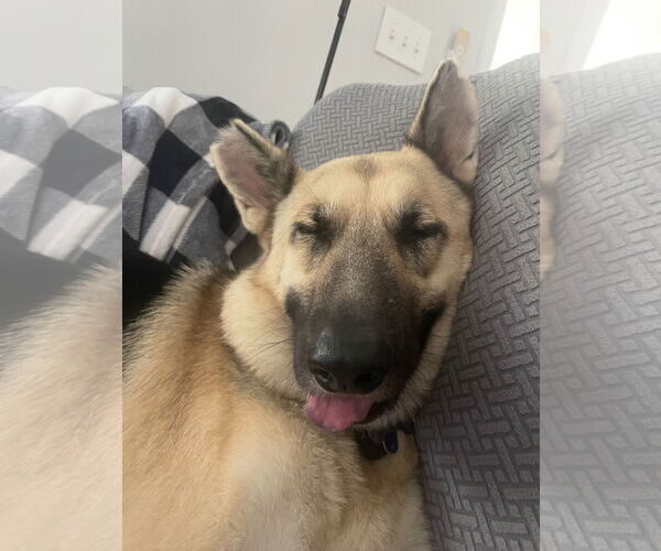 Medium Photo #7 German Shepherd Dog Puppy For Sale in New Hill, NC, USA