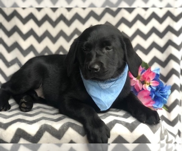 Medium Photo #2 Labrador Retriever Puppy For Sale in EAST EARL, PA, USA