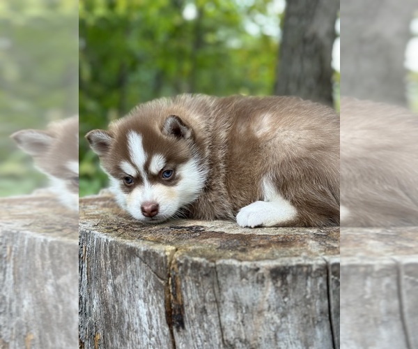 Medium Photo #5 Pomsky Puppy For Sale in STAPLES, MN, USA