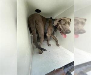 American Pit Bull Terrier Dogs for adoption in Houston, TX, USA