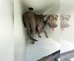Small American Pit Bull Terrier