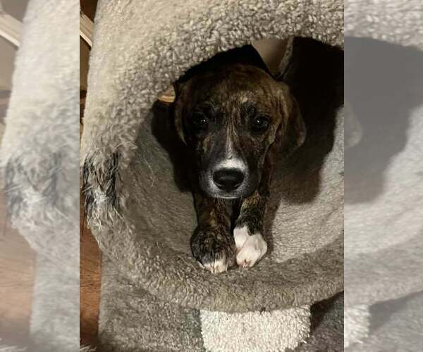 Medium Photo #15 Labrador Retriever-Unknown Mix Puppy For Sale in New York, NY, USA