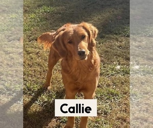 Mother of the Goldendoodle puppies born on 06/10/2025