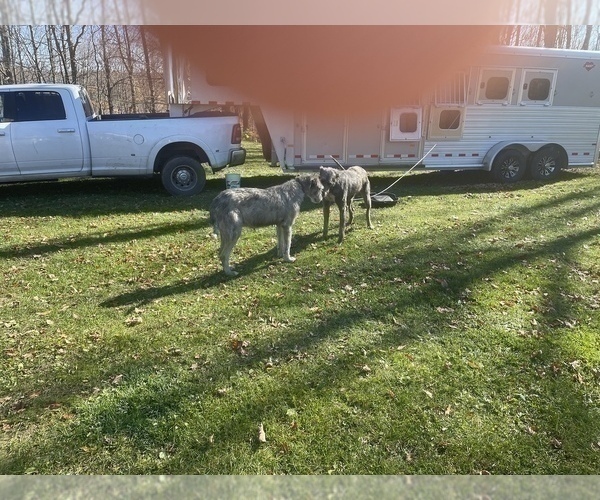 Medium Photo #10 Irish Wolfhound Puppy For Sale in BOUCKVILLE, NY, USA