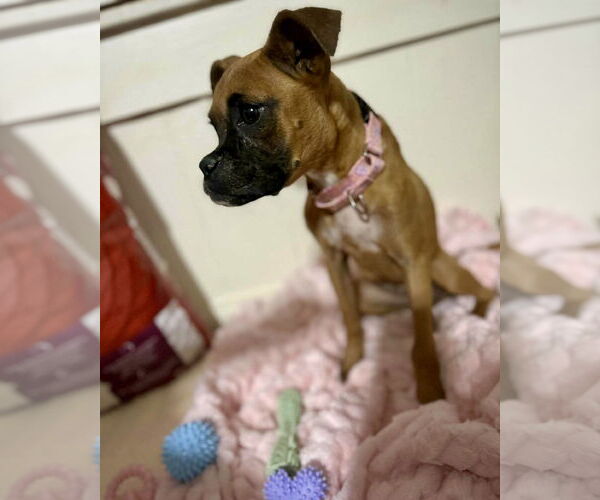 Medium Photo #2 Mutt Puppy For Sale in Dumont, NJ, USA