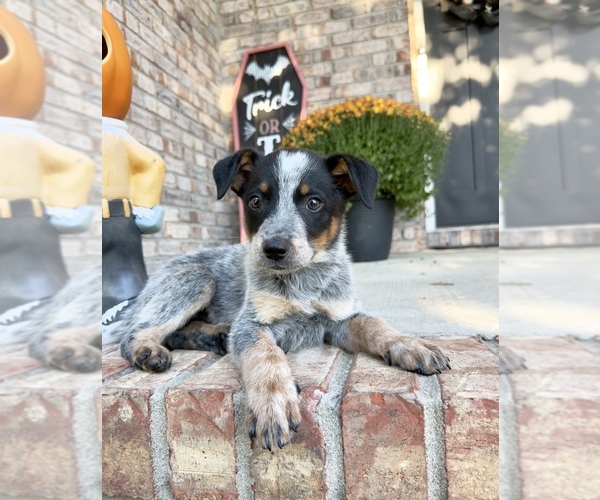 Medium Photo #3 Australian Cattle Dog Puppy For Sale in GREENFIELD, IN, USA