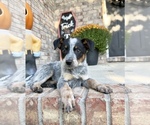Small #2 Australian Cattle Dog