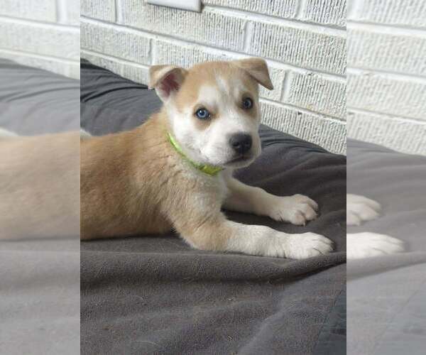 Medium Photo #1 Siberian Husky-Unknown Mix Puppy For Sale in Raleigh, NC, USA