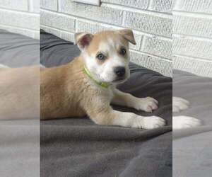 Siberian Husky-Unknown Mix Dogs for adoption in Raleigh, NC, USA