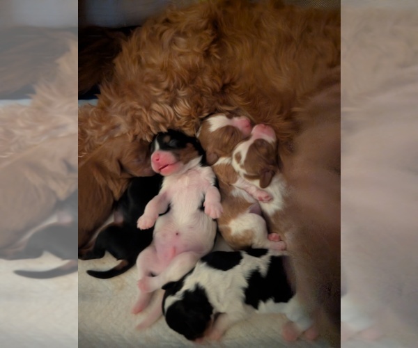Medium Photo #1 Cavapoo (Miniature) Puppy For Sale in SAINT FRANCIS, MN, USA