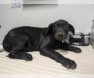 Mastiff-Unknown Mix Dogs for adoption in Bakersfield, CA, USA
