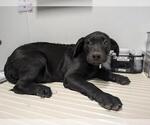 Small Mastiff Mix
