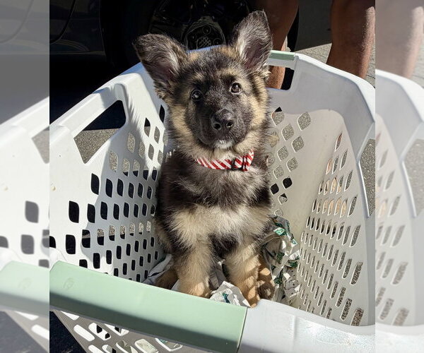 Medium Photo #3 German Shepherd Dog Puppy For Sale in West Sacramento, CA, USA