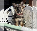 Small #2 German Shepherd Dog